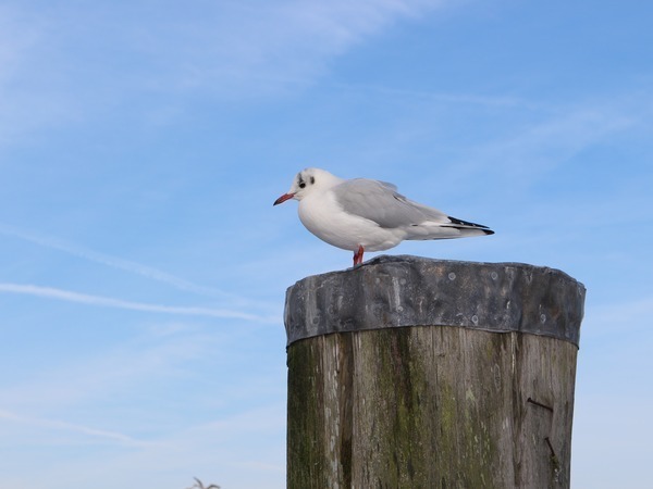 Möve auf einem Holzpfeiler 